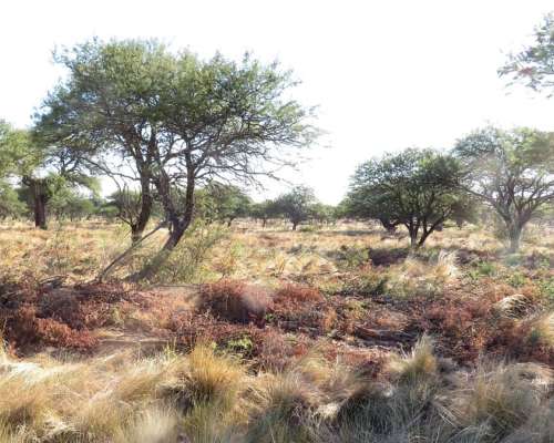 San Luis, Campo Ganadero Arrendamiento 11.000 Has