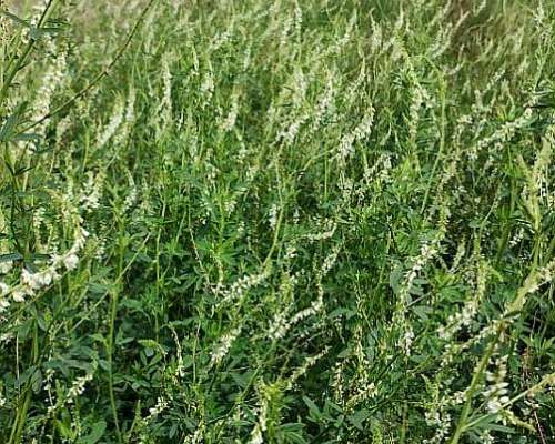 Campo Mixto en Monje Sobre Ruta