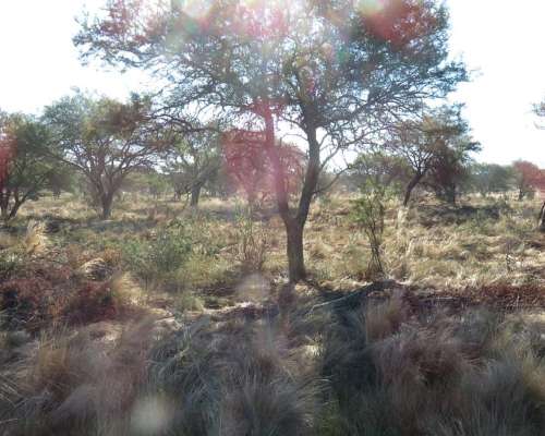 San Luis, Campo Ganadero Arrendamiento 11.000 Has