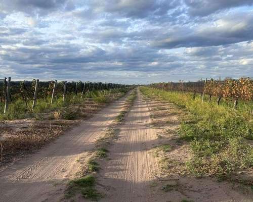 Campo de 25 Ha en Venta – 23 Ha Plantadas - Financia Dueño D