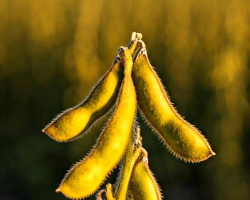 Chacra en Venta Suelo 1 Chacabuco