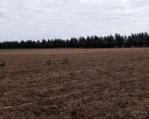 Campo de 12,5 Has 100 % Agrícolas de Excelente Calidad