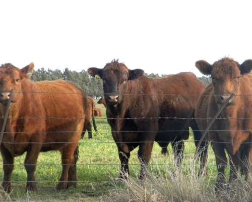 250 Ha de Campo Rivera Provincia de Buenos Aires