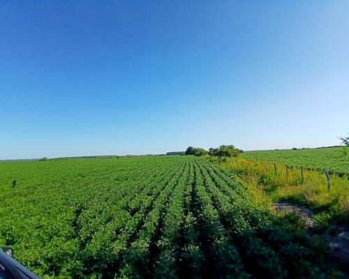 Campo Mixto de 1050 Hectareas