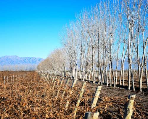 Vendo Finca Olivicola-vitivinicola y Fabrica de Aceite de O.