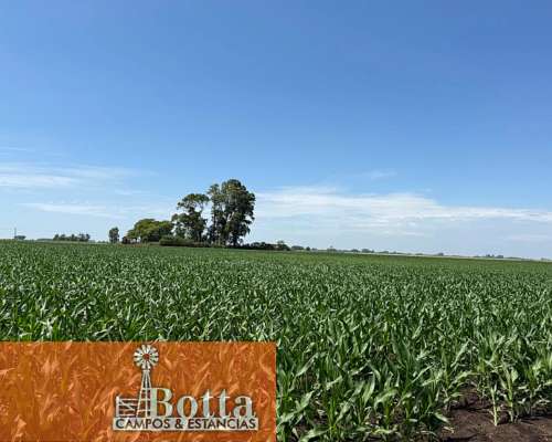 40has Mixtas en Venta en Moll, Buenos Aires