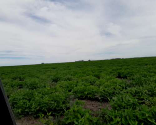 700 Has Agric Rotación Soja Maiz Ruta 188 Larraude U$ 8.500