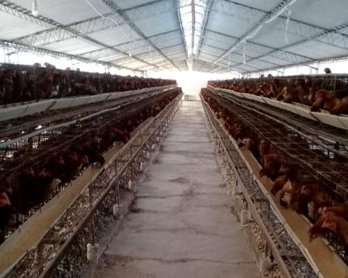 Granja Avicola con Galpones y Finca - Mendoza