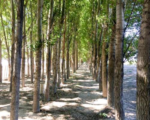 714 Hectáreas - Campo en Malargue Mendoza Argentina