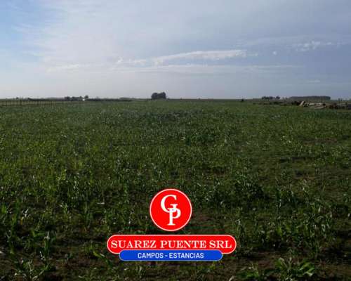 En Venta 600 Has Guatrache, la Pampa.-