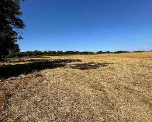 Campo Mixto de 250 Hectáreas