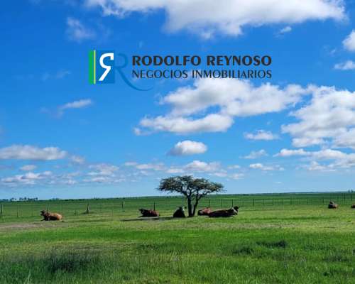 700 HA. en Gualeguaychú, Entre Ríos