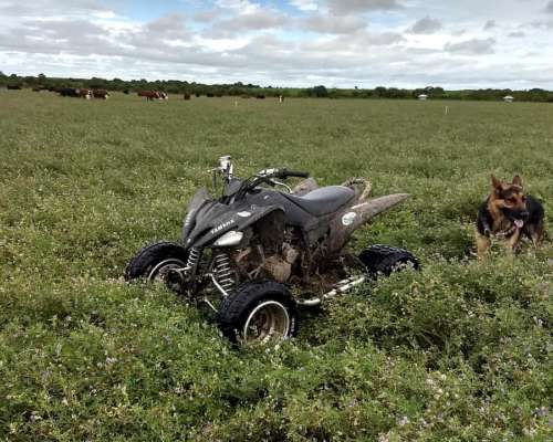 Vendo Semilla Alfalfa Monarca G6