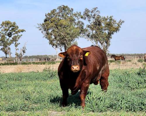 Vendo Toros Angus Colorado 2 Años - Agroads
