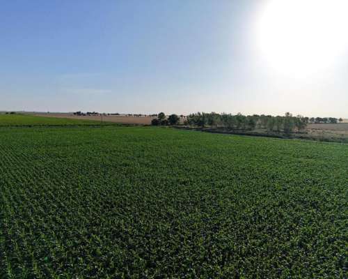85 Has Agricolas las Rosas (santa FE)
