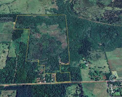 Chacra en Santo Pipo, 44 Ha Forestación, Yerba y Monte