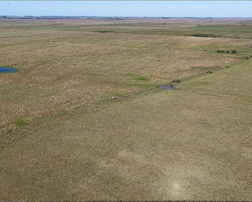 Vieytes (BS As): 200 Ha en Alquiler
