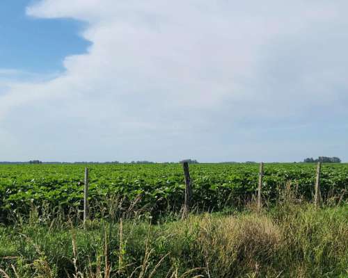 Se Alquila Campo Agricola - las Armas. Ayacucho - Ruta N°2