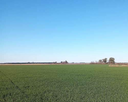 Campo Agrícola 1030 Hectáreas