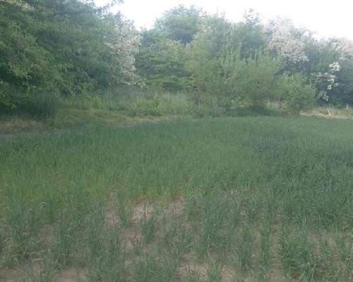 230 Ha Mixto Entre Ríos Gualeguaychú