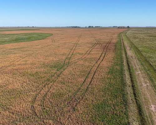 Ibañez, Gral Belgrano (BS As)- 70 Ha Agrícolas para Alquilar