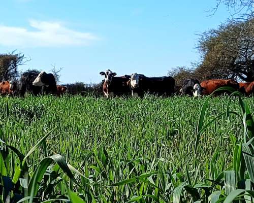 105 Hectáreas Ganadera en Colonia la Nueva