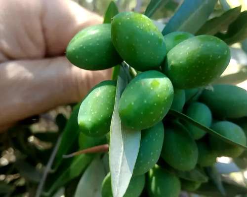 Linda Finca con Producción para Aceite ,5,6 Hectáreas