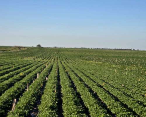 Cordoba – Venta muy Buen Campo Agricola 440 Ha Pampa Arenosa