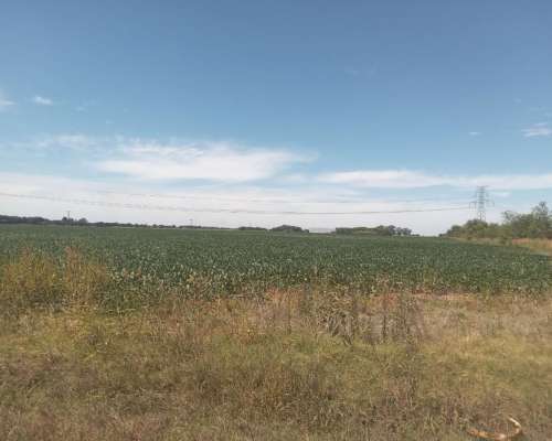 14 Has. Únicas en General Lagos Rosario