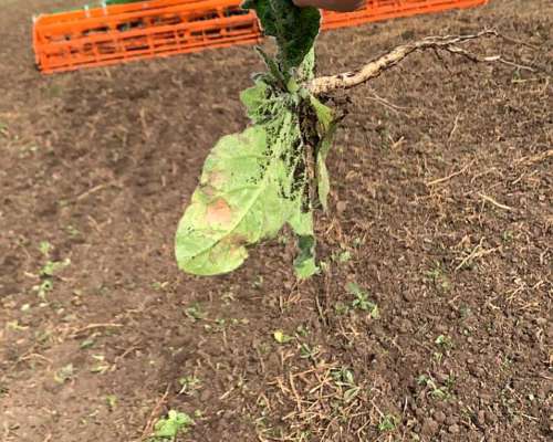 Cultivador Rastra de Disco Amazone Catros TX (9m)