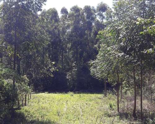 Loreto, San Miguel, Corrientes - 1.072 Ha