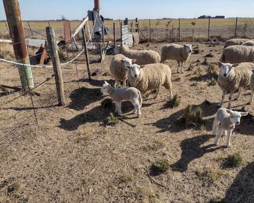 Carneros y Ovejas Texel