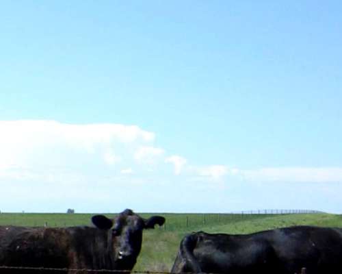 Campo 6500 Ha Sobre Ruta Puan, Bahia Blanca