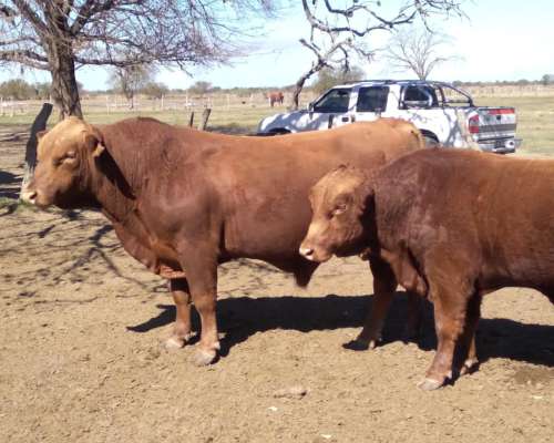 Toros Brangus Colorados-san Javier-santa FE