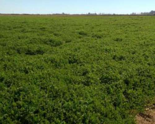 Semilla de Vicia Sativa Hilario Inta - Semillero Produsem