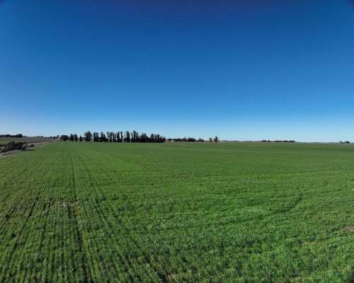 Tres Arroyos, Buenos Aires - 120 Ha