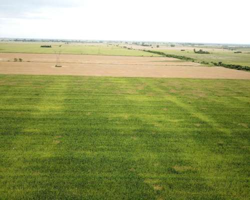 50 Has Agrícolas Ramayon San Justo Santa FE