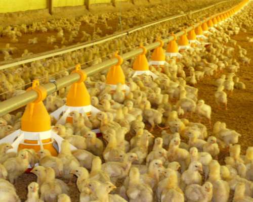 Comedero Automático Ivega para Galpones de Pollos