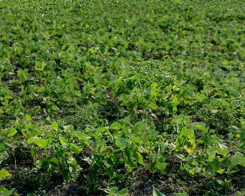 120 Has. Agrícola Venta. Embarcación Salta