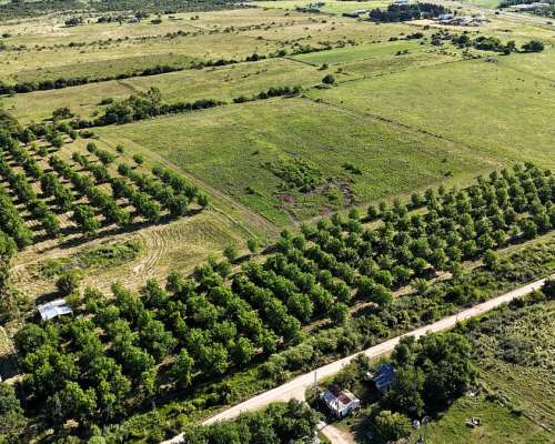 Campo con Nogales de Nueces Pecan