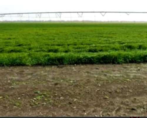 12700 Ha - Agro Ganaderas