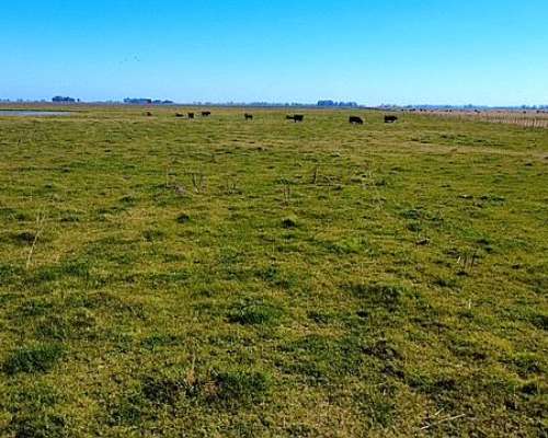 Vendo Campo Mixto en Suipacha 150 Has