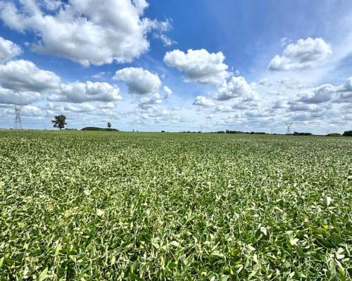 Oportunidad 100 Hectáreas Agricolas