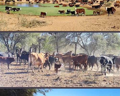 Venta Campo- Argentina. Santiago del Estero, Santa Lucía,