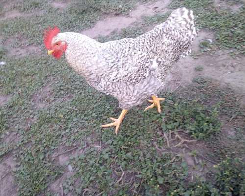 Gallos Bataras Puros Nuevos