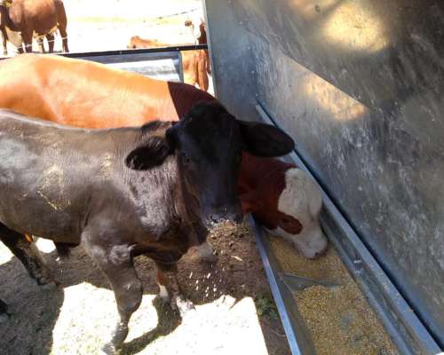 Comederos Autoconsumo de 1,8 TN Rectangular para Hacienda