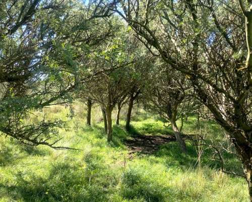 Gran Estancia con Riego, 1600 Ha en Pedro Luro - Pcia BS AS