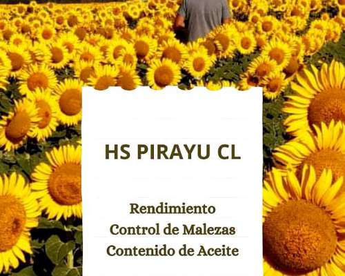 Girasol Hs Pirayu CL