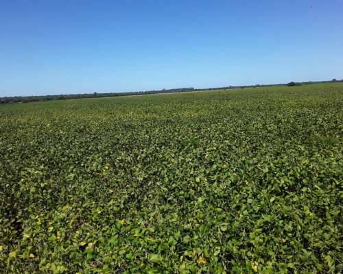 650 Hectareas Mixtas E. Rios