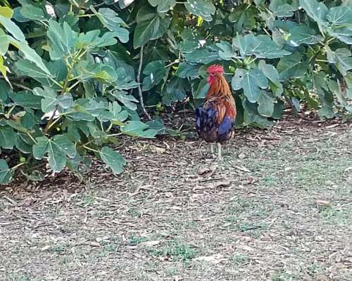 Gallos Criollos de 1 año y 2 Meses. Tengo 4.